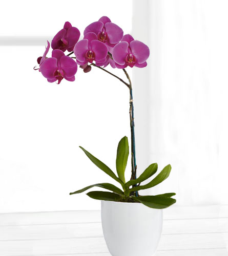 Purple Orchid Planter