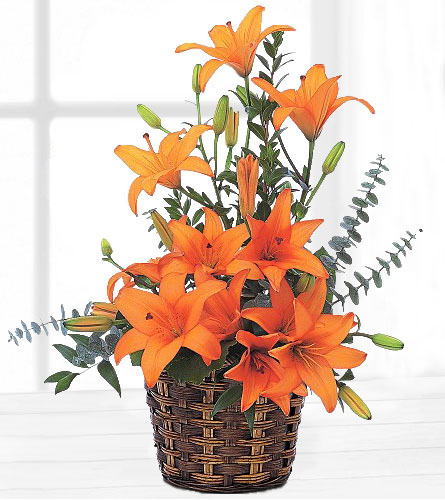 Asiatic Lilies